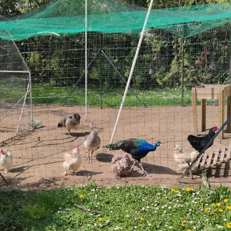 东米路斯 - 鲁特巴赫基里亚德酒店 3*